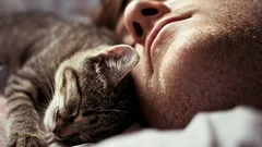 To nie tylko nawyk: zoolog wyjaśnia, dlaczego koty śpią obok właściciela